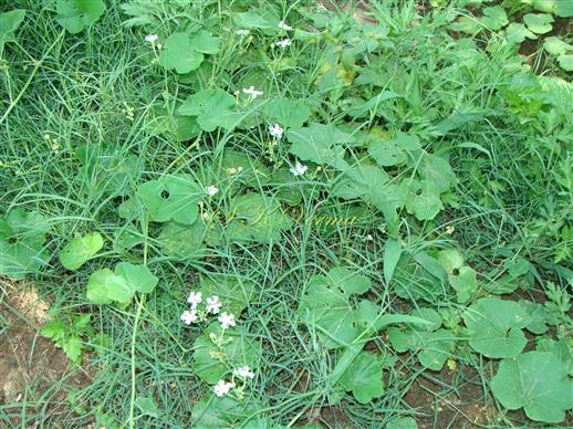  Plant
